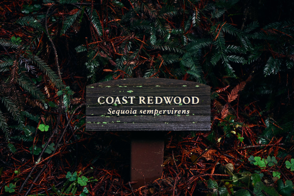 Redwood3