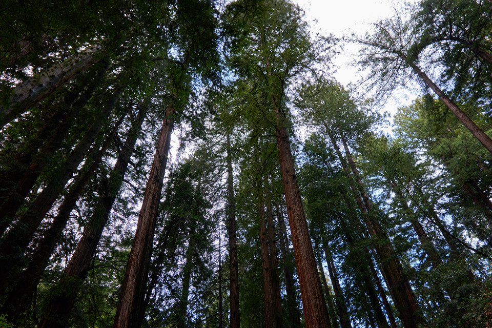 Redwood3
